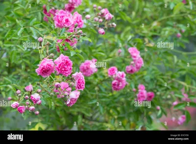 Dorothy Perkins - Rambling Rose - Bunkers Hill Plant Nursery