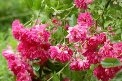 Datei:Rosarium Baden Rosa 'Red Dorothy Perkins' Walsh 1908 01.jpg –  Wikipedia