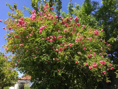 Rosa 'Dorothy Perkins' - op stam | Treurroos op stam | Tuinplantenwinkel.nl