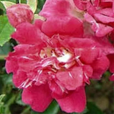 American Pillar \u0026 Dorothy Perkins Roses: Pink Ramblers in Gardens | How to  Garden Advice