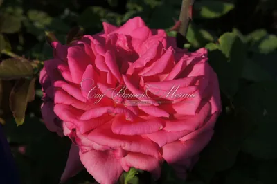 Photo of the bloom of Rose (Rosa 'Dorothy Perkins') posted by AndreA33 -  Garden.org