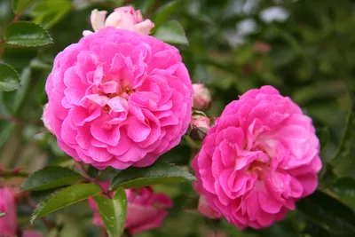 Dorothy Perkins (Rambling Rose) | Peter Beales Roses - the World Leaders in  Shrub, Climbing, Rambling and Standard Classic Roses