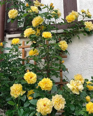 Dukat-rose-yellow-climbing - Interiors By Color