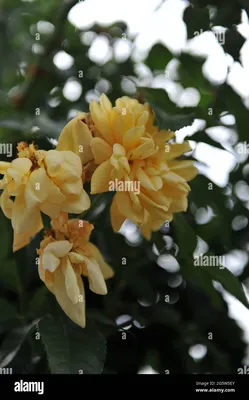 Rose rosa dukat -Fotos und -Bildmaterial in hoher Auflösung – Alamy