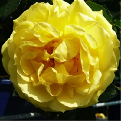 Dukat, Climbing Rose | Rosarium Lottum