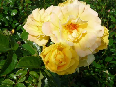 Dukat, Climbing Rose | Rosarium Lottum