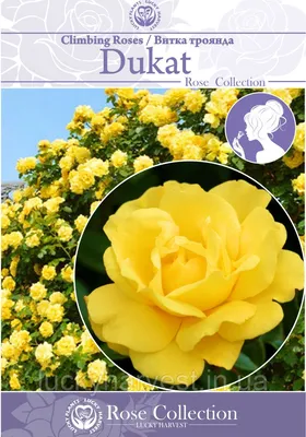 Blooming Rose Garden Flammentanz Dukat Stock Photo 724925161 | Shutterstock