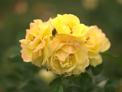 Kletterrose 'Golden Gate®' - Rosa 'Golden Gate®' - Kletterrosen | GARTEN  SCHLÜTER