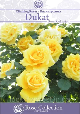 Dukat Rose Tantau Closeup Photo Stock Photo 1449521531 | Shutterstock