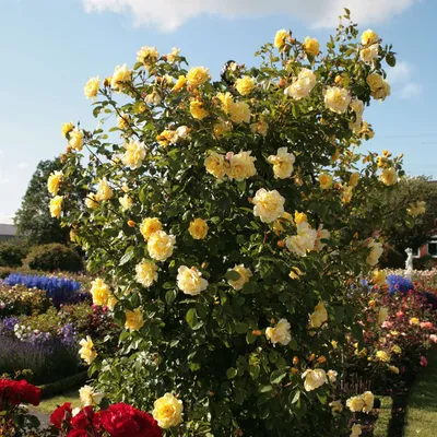 Rosa 'Cumberland', Kletterrose 'Cumberland' - Gaertnerei Boock