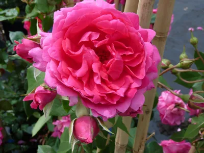 Kletterrose 'Dukat' - Rosa (CLB) 'Dukat'® - Gartencenter Zulauf - Pflanzen  kaufen