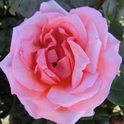 Gruss an Heidelberg, Climbing Rose | Rosarium Lottum