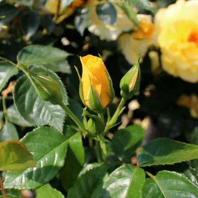 Rosa 'Rosilia'®, Ramblerrose 'Rosilia'® - Gaertnerei Boock