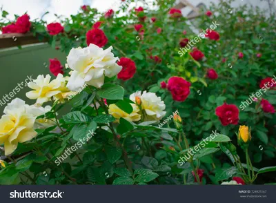 David Austin-Rose 'Graham Thomas®' - AGM-Rose - Rosa 'Graham Thomas®' -  Englische Rosen | GARTEN SCHLÜTER