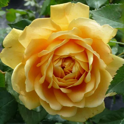 Yellow large-flowered climber rose (Rosa) Golden Gate blooms on a lamppost  in a garden in June Stock Photo - Alamy