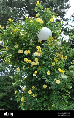 Kletterrosen – Rosengarten im Odenwald