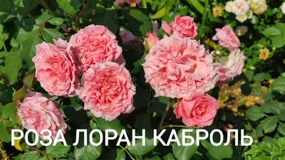 Роза Laurent Cabrol: описание, фото, отзывы — RoseCatalog.ru