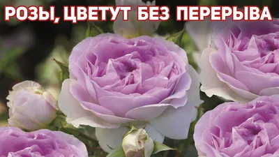 300 ФОТО ЛЮБИМЫХ РОЗ моих ДОРОГИХ ПОДПИСЧИКОВ🤗🌹🌹🌹 | Цветочная Рапсодия  | Дзен