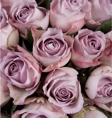Саженцы розы MEMORY LANE (МЕМОРИ ЛЕЙН) заказать почтой. Купить кусты  чайно-гибридные розы MEMORY LANE (МЕМОРИ ЛЕЙН) в интернет-магазине.