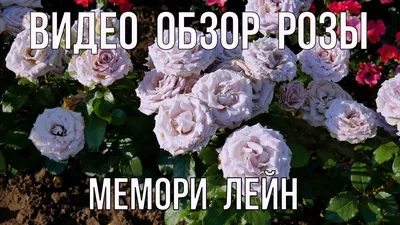 Видео обзор розы Мемори Лейн (Чайно гибридная) Memory Lane (Эквадор,Кения)  - YouTube