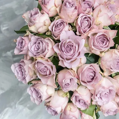 Голландская роза Мемори Лейн с доставкой в Киеве в сети магазинов Камелия