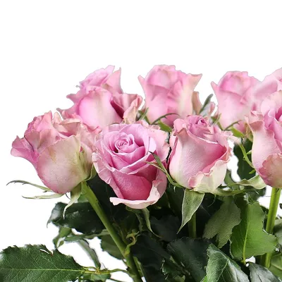 Роза Мемори Лейн поштучно Александрия (Египет), заказ и доставка цветов по  Александрии (Египет) | UFL