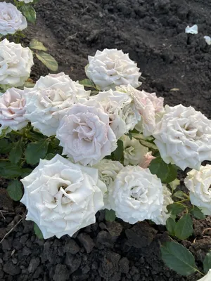 Купить Саженец розы \"Мемори Лейн\" | Чайно-гибридные розы оптом и в розницу  | Питомник Бахмут