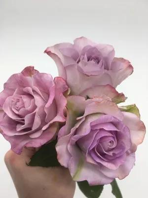 Розы из холодного фарфора сорт Мемори Лейн | Flower art, Clay art, Flowers