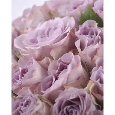 Букет 65 роз Мемори Лейн в интернет магазине Украфлора