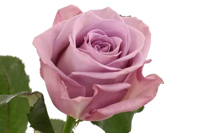 Саженцы розы MEMORY LANE (МЕМОРИ ЛЕЙН) заказать почтой. Купить кусты  чайно-гибридные розы MEMORY LANE (МЕМОРИ ЛЕЙН) в интернет-магазине.