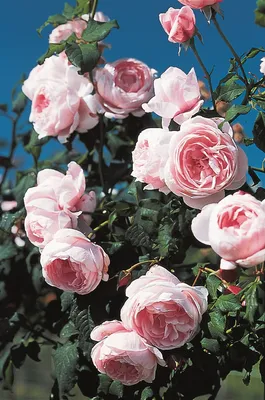 Rose 'Nahéma'®: Lubera.de