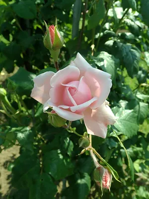 Rosa 'Nahema' — Википедия