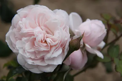 The Maples - from my garden, nahema climbing rose, a beautiful, fragrant  French Delbard. | Climbing roses, Rose, Flower garden