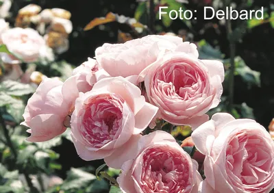 Nahéma ® | Rose, rosa, ca. 350cm (Delbard, 1991 / 2006) | Rosa 'Nahéma'  online bestellen