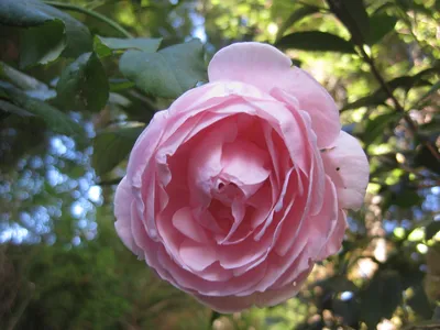 Polka™ Climbing Rose - The Greenhouse