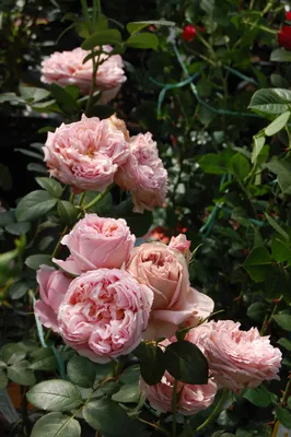 Photo of the bloom of Rose (Rosa 'Nahema') posted by kbw664 - Garden.org