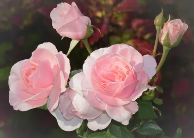 Garden Club La Marca Verde - 🇬🇧 Nahema Rose...it produces literally  masses of highly fragrant and deeply cupped pale, China pink blooms in  profusion throughout the season. The flowers are sensational to