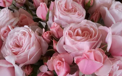 Rambling roses growing around the main door to the church of St Mary The  Virgin, Podington, Bedfordshire, UK Stock Photo - Alamy