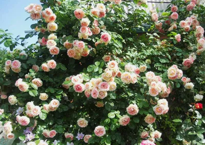 Delbard Rosen Shop - Delbard Rosen online kaufen im Gartencenter Bartels