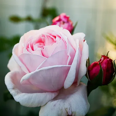 Nahema Rose French Highly Fragrant Rose Stock Photo 1037325262 |  Shutterstock