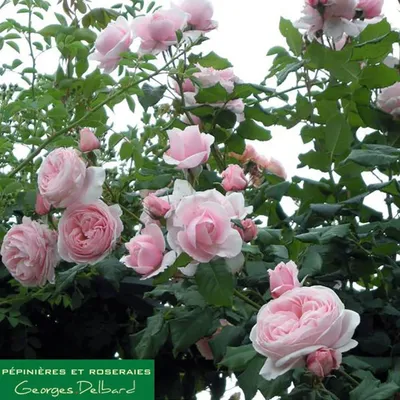 Nahema ® Climbing Rose – Famous Roses