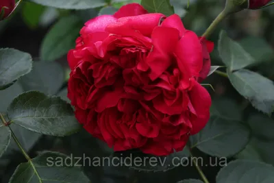 Саженцы роз Ред Эден Роуз (Red Eden Rose). Саженцы лучшего качества!  Оптовые цены от Питомника!