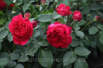 Саджанці троянд Ред Еден Роуз (Red Eden Rose). Саджанці найкращої якості!  Оптові ціни від Розплідника!