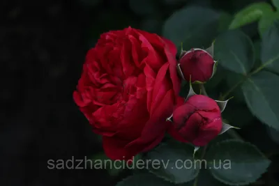 Саженцы роз Ред Эден Роуз (Red Eden Rose). Саженцы лучшего качества!  Оптовые цены от Питомника!