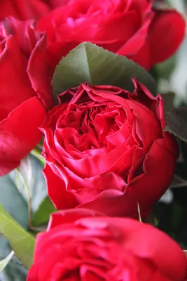 Роза Red elegance | Beautiful roses, Pretty flowers, Different kinds of  flowers