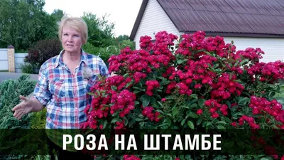 Роза плетистая. Сорта и особенности плетистых роз. - YouTube