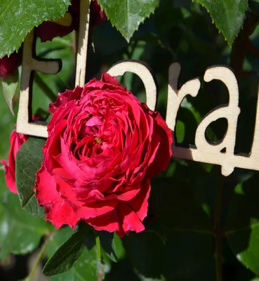 Купить саженцы Роза Red eden rose с доставкой! | Florali.ru