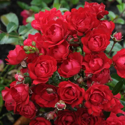 Роза почвопокровная ред Фейри - 74 фото