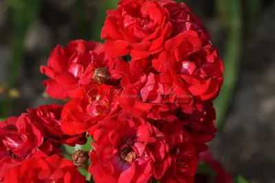 Роза Fairy Dance (Фейри Данс) – купить саженцы роз в питомнике в Москве