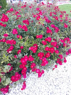 Какие сорта и группы роз растут на ВДНХ. 25 фото | Майя о розах и не только  | Дзен